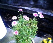 カダヤシソウの花