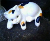 200702031437   竜間・猫.jpg