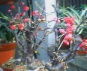 200801211633   盆梅.jpg