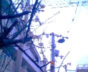 200801211650   寒梅.jpg