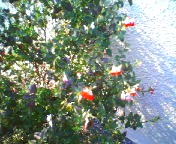 200712121101   イチゴミルク･花.jpg