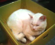 200801052243   箱の中.jpg