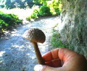 200709181325    イグチかな？.jpg