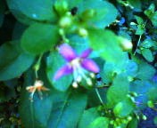 200709181345    クコの花.jpg