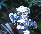 200709181348    コシカケ.jpg