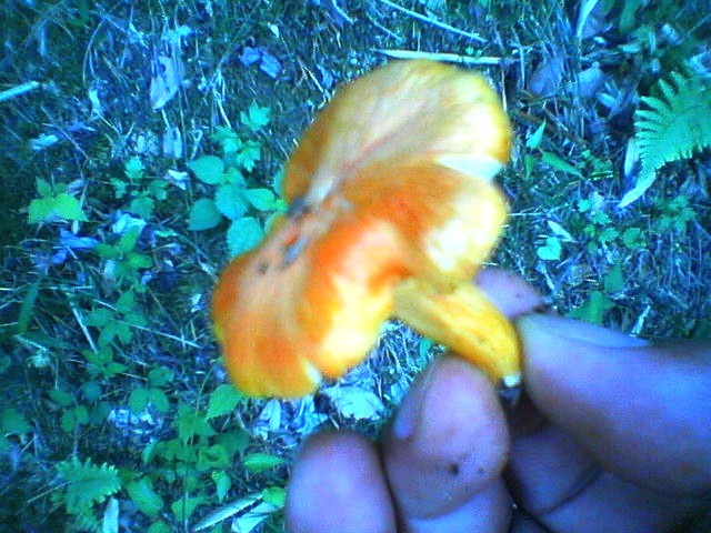 200709181359    アンズタケ？.jpg