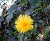 200903011000.jpg 　タンポポ.jpg