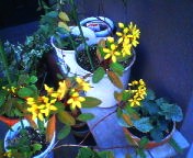 200711031504    黄色い花.jpg