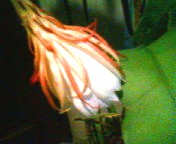 200708042328    月下美人の蕾.jpg