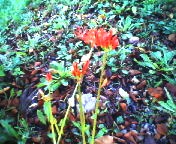 200709251223 彼岸花.jpg