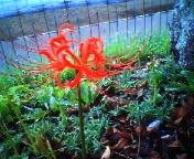 200709251223 彼岸花の蕾.jpg