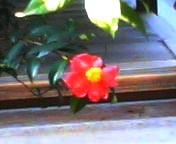 200710231203    山茶花.jpg