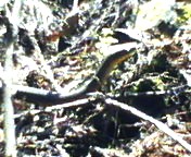 200705040907   ヘビの頭.jpg