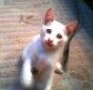 200809142307   チビブッチョ.jpg