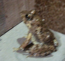 008.JPG
