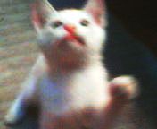 200809142307   獲物を.jpg