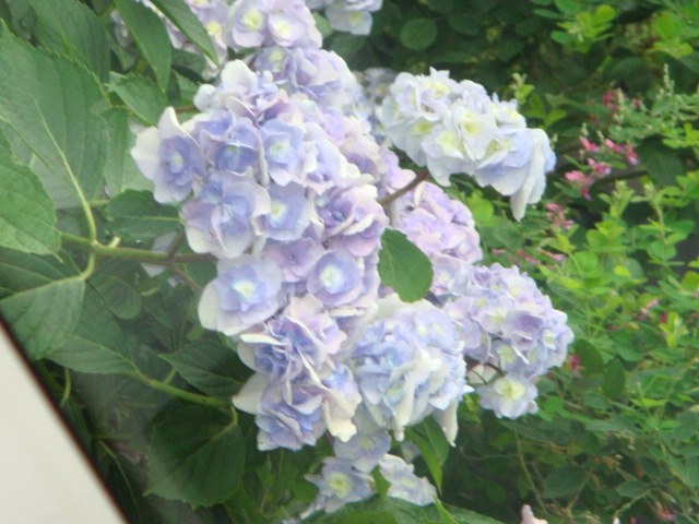 004.JPG