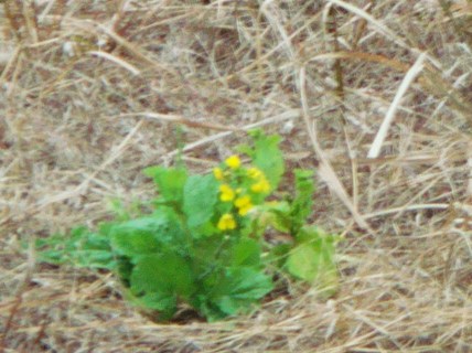 DSC00924.JPG