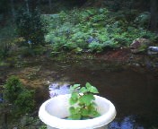 200709251440 池とホウズキ.jpg