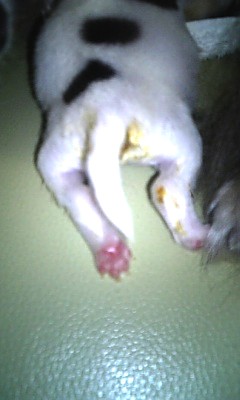 070903_155752   子犬・けつ.jpg