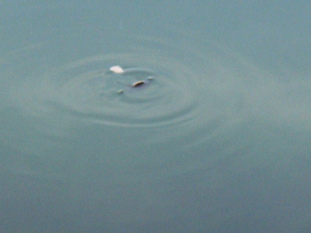 014.JPG