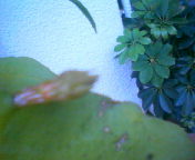 200709191549    月下美人の花芽.jpg