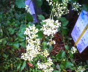 200709251439 女郎花.jpg