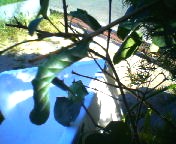 200709181558    芋虫.jpg