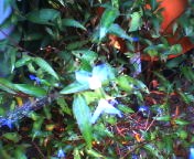 200709251440 ツユクサ.jpg