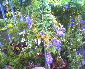 200709151505    タカラヅカ.jpg