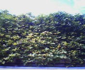 200709151509    ゴヨウアケビ.jpg