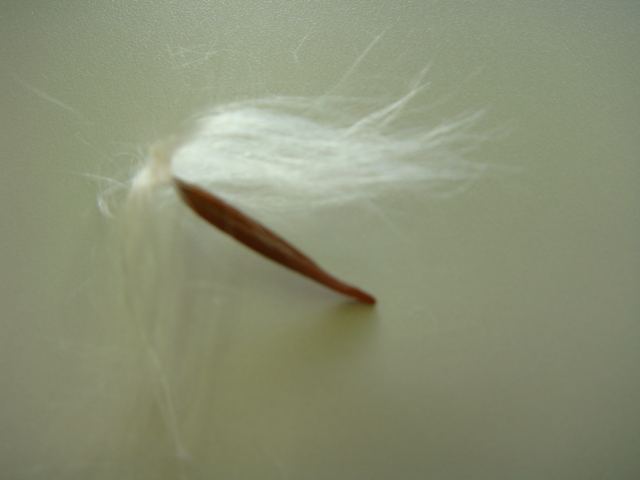 DSC00855.jpg