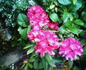 200704211113    石楠花.jpg
