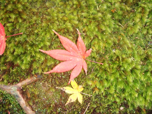 DSC00688.jpg