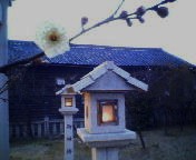 200702031728   菅原神社・梅.jpg