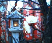 200702031728   梅２.jpg