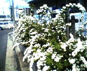 200704211040    コデマリ.jpg