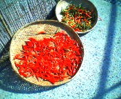 200712061036   唐辛子.jpg
