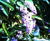 200703181111    ガガイモ？２.jpg