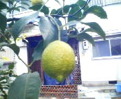 200701141031   レモンの実.jpg