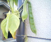 鉈豆