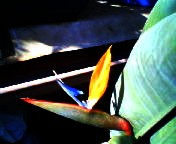 200712201155   極楽鳥.jpg