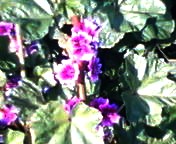 200701281504   アオイ２.jpg