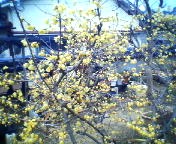 200701141047   蝋梅.jpg