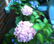 200706201852    ライフのアジサイ.jpg