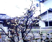 200701141048   雲竜.jpg