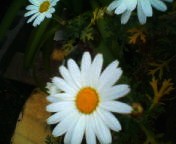 200703271002    マーガレット.jpg