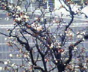 200701141048   雲竜梅０２.jpg