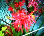 200703271001   何の花？.jpg