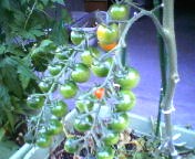 200706201853    プチトマト.jpg